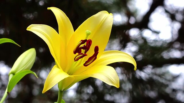 Vibrant yellow lily flower in full bloom, showcasing its delicate petals and prominent stamens against a soft, dark, natural backdrop, capturing the serene beauty of a blossoming garden