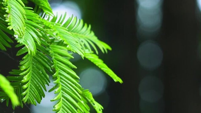 Green leaves of a dawn redwood tree display delicate fern-like needles in soft morning lighting while glowing bokeh circles create an elegant blurred dark backdrop perfect for serene natural designs.