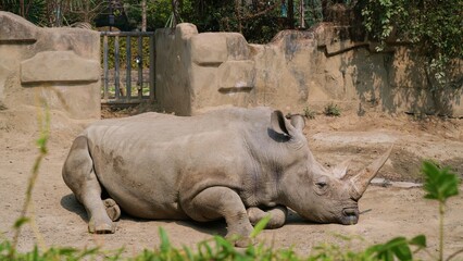rhino sunbathing in the afternoon in outdoor exhibit in the zoo, medium shot of rhinoceros in its habitat © ElizabethGo