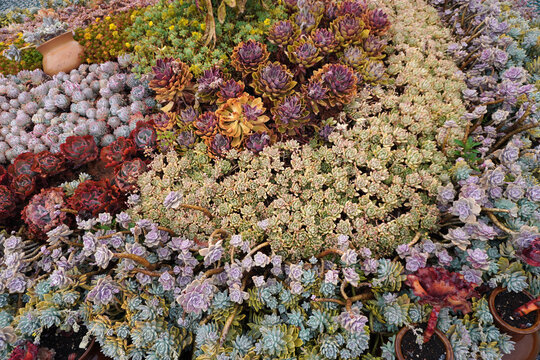 Vibrant succulent garden .The perfect low-maintenance garden inspiration