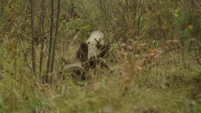 A log lying on the ground among the grass in the forest. The tranquility of the forest.