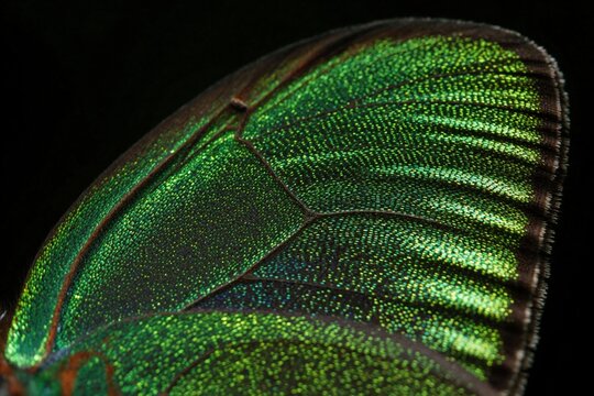 Macro view of iridescent green butterfly wing scales. Tiny structured elements show bright colorful gradient light reflection. Detailed insect natural pattern creates abstract art.