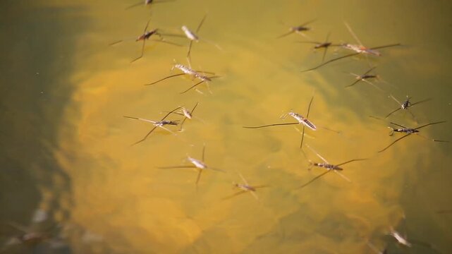 Common water strider (Gerris Lacustris) moving on water surface