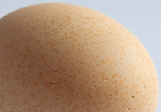 Closeup view of egg shell texture