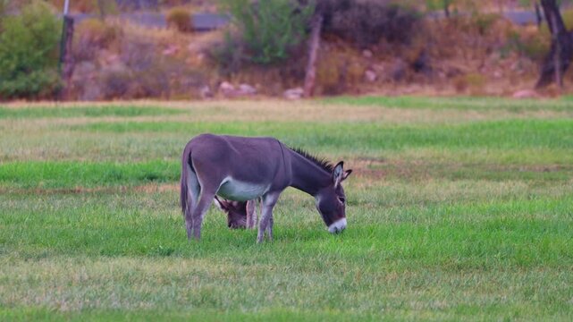Detailed close up of wild burro grazing on meadow grass in Spring Mountain Ranch State Park Nevada
