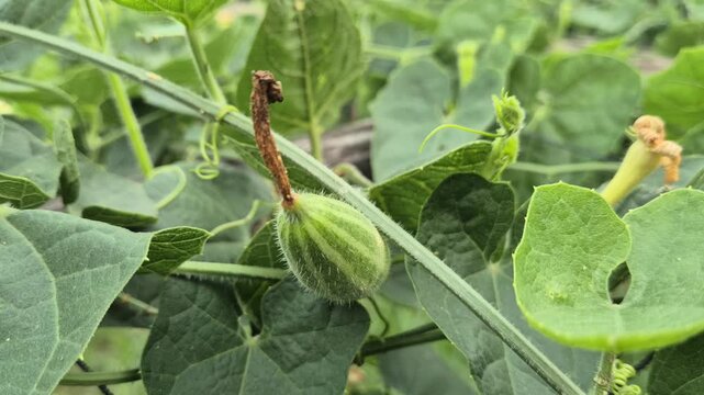 Tiny Young Pointed Gourd Developing On Trellis Vine Macro Close Up Shot