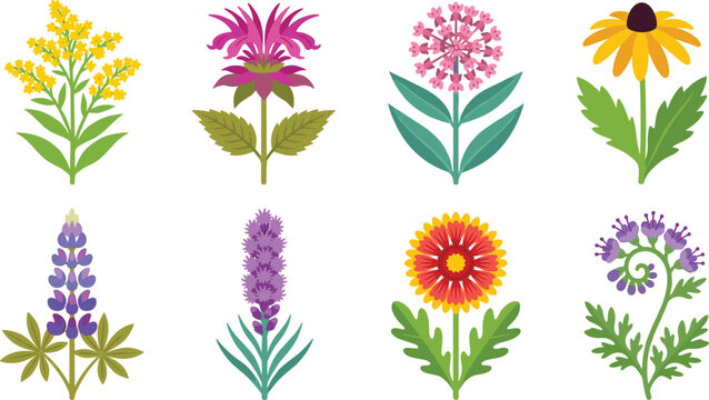 Colorful Wildflower Botanical Collection with Lupine Coneflower Goldenrod and Native Meadow Flowers