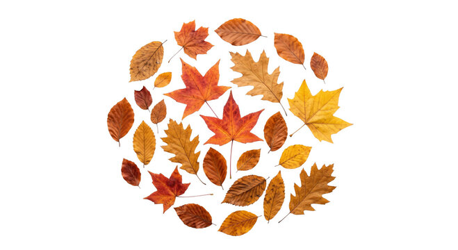 Autumn leaves in a circular arrangement with warm fall colors