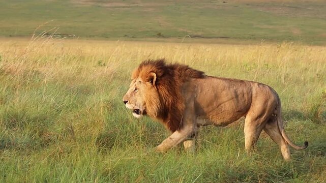 Majestic male lion walking through golden savanna grass. African lion predator in natural habitat. Wild big cat prowling in wilderness.