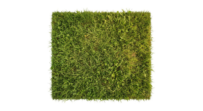 Close-up view of a lush green grass patch with clover and weeds
