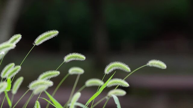The green foxtail grass sways in the wind. 바람에 흔들리는 강아지풀