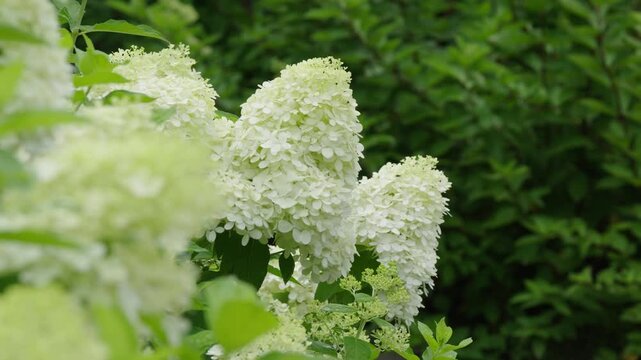 White hydrangeas are in full bloom in the park. 만개한 수국 꽃의 풍경.