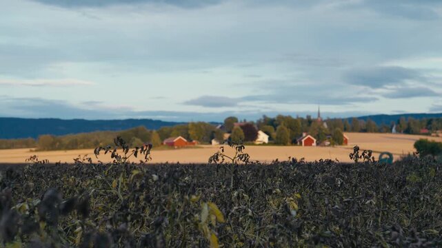 Potato field showing widespread blight symptoms with a peaceful rural village beyond, highlighting crop disease, farming challenges and food production risks.