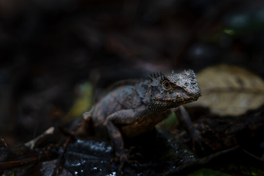 Close-up of a wild lizard on rock formations in Phu Hin Rong Kla National Park, Thailand