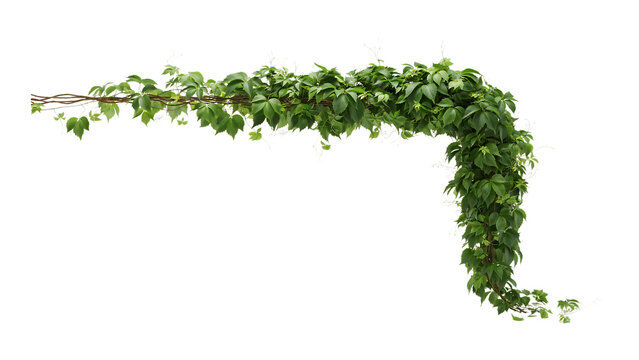 Green ivy vine corner border isolated on Transparent background for garden design element