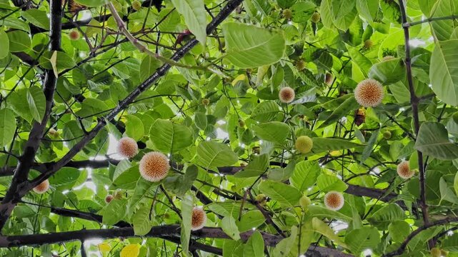 Kadamba tree covered with bright orange spherical flowers as rainwater drips from wet branches and lush green leaves during monsoon