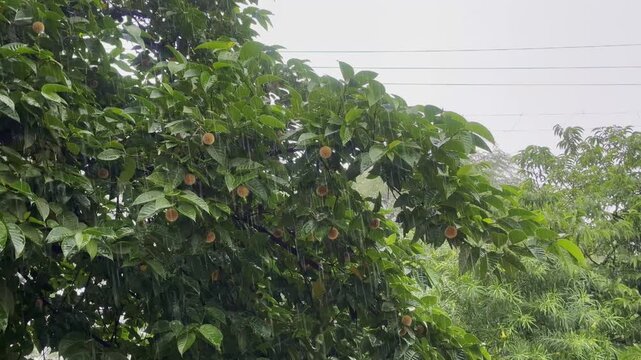 Kadamba tree with orange spherical flowers and lush wet foliage during monsoon rainfall in a tropical outdoor setting