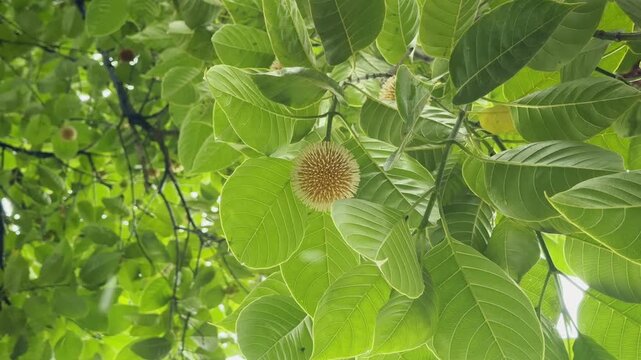 Close up of a bright orange Kadamba flower surrounded by wet green leaves as rainwater drips from branches during monsoon