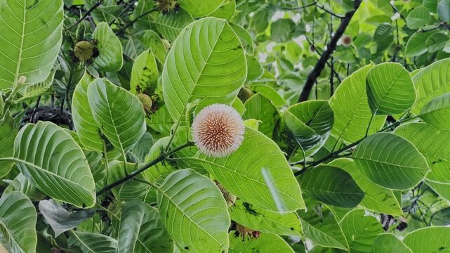 Close up of a Kadamba flower gently swaying with wet branches as rainwater drips from lush leaves during a peaceful monsoon