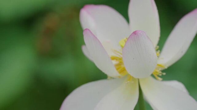 White lotus on a rainy day. 비가 내리는 날의 흰색 연꽃.