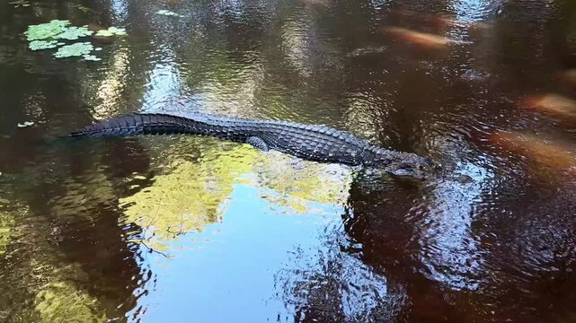 Black caiman swimming in the water in Pampas del Yacuma Bolivia