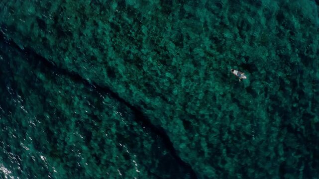 Top down drone shot of a lone surfer paddling across the turquoise Teahupoo reef, Tahiti, dark coral texture visible beneath the clear water.