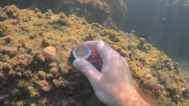Person's hand finding an open shell with a euro coin inside underwater, with a closed shell lying on the seabed