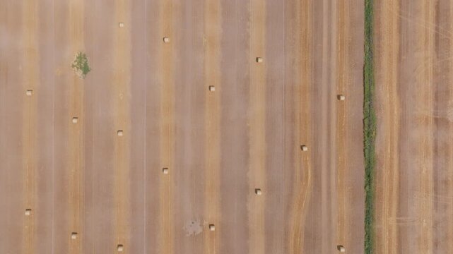 A top-down vertical camera move scans over the precise parallel stripes of a freshly harvested grain field in Ontario. The golden straw lines contrast sharply with the dark brown soil.