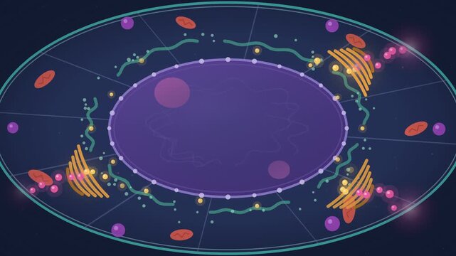 Nucleus Golgi and vesicles active inside a living cell seamless loop