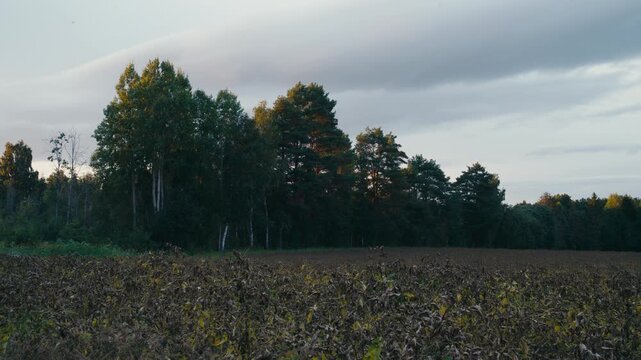 Potato field with widespread blight damage bordering a forest, highlighting plant disease, crop loss and challenges in modern agriculture.