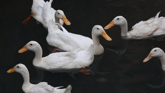 Group of white domestic ducks swimming together on a dark rippling pond during daytime outdoors