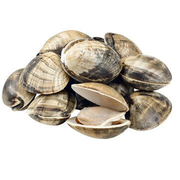 Freshly opened clams with visible inner shells and meat on transparent background transparent background