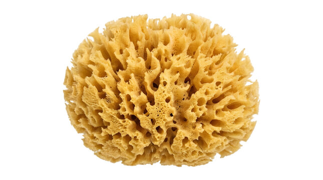 A detailed close up view of a porous natural yellow sea sponge on white