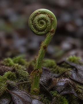 Involute fern fiddlehead in forest moss, growth and nature renewal concept