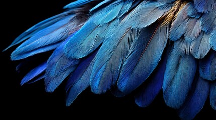 Obraz premium Vibrant blue parrot feathers arranged in elegant layers showing intricate textures and bright tropical colors against a deep black background