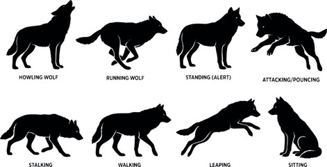 Obraz premium Collection of dynamic wolf silhouettes in various poses during a hunt against a clean background vector