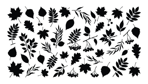 Autumn leaves silhouette vector illustration bundle collection set featuring various forest foliage maple oak and birch branches