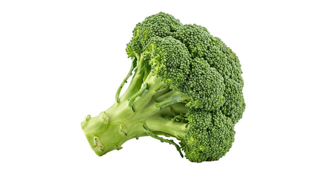 Fresh green broccoli head isolated on a clean white background