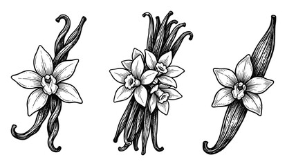 Naklejka premium Vanilla flower pods set, black white aroma ingredient, dessert spice flavor, vector illustration