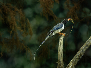 Fototapeta premium A Red-billed blue magpie, Urocissa erythroryncha, is native to foothill forests and parks across Asia.