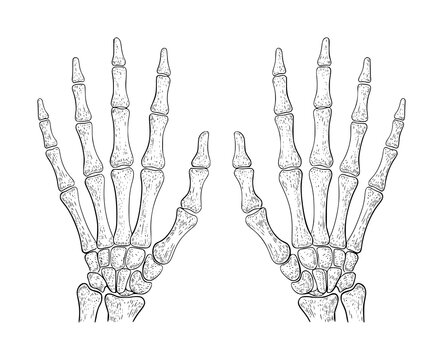 Detailed anatomical of two human hand skeletons showing bones and joints in a vintage style