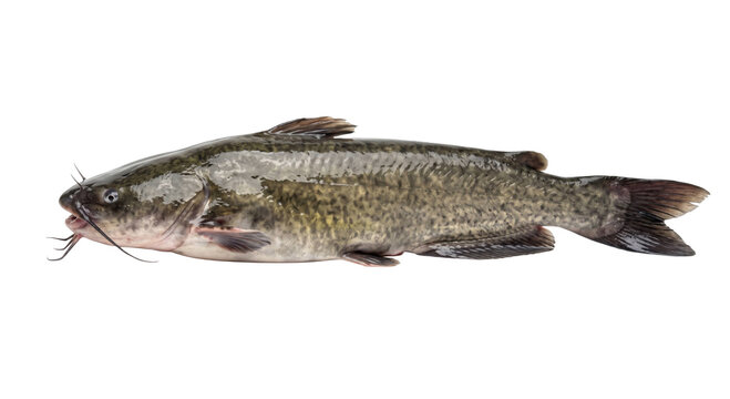 Freshwater channel catfish with distinctive barbels and mottled skin on a white background