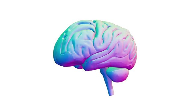 Human brain 3D model in vibrant iridescent rainbow colors rotating on a solid white background, presenting a stylized visual concept for cognitive intelligence, creativity, and modern tech.