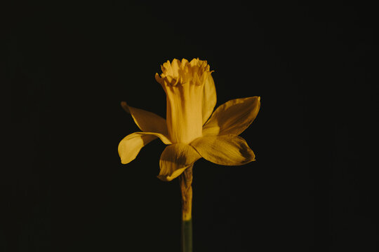Moody Chiaroscuro Style Narcissus Bloom with Elegant Shadows and Golden Light
