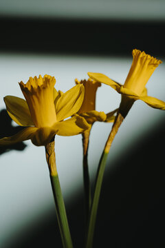 Spring Narcissus Blossoms On Green Stems Illuminated By Bright Sunlight With Deep Shadows