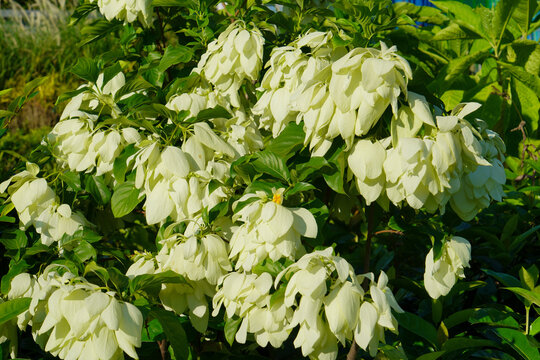 June 21 2026 HK White Blossom Cluster in Lush Green Foliage