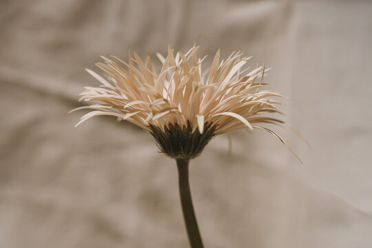 Minimalist Floral Close Up with Warm Earthy Tones and Soft Focus Backdrop