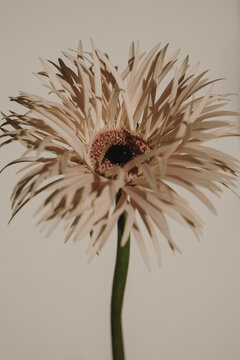 Close Up View Of Single Beige Gerbera Daisy Bloom In Warm Light