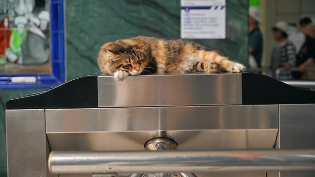 Calico cat sleeping on metro entrance turnstile in Istanbul as passengers pass through ticket gates.