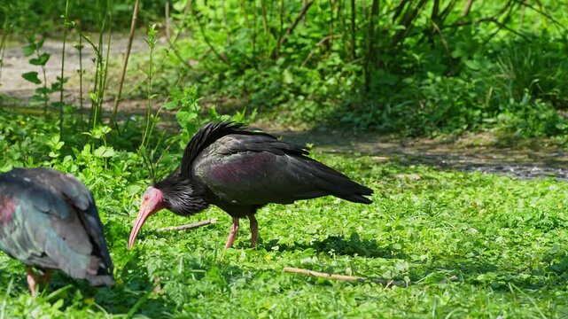 The northern bald ibis, hermit ibis, or waldrapp lat.Geronticus eremita is a migratory bird found in barren, semi-desert or rocky habitats, often close to running water.